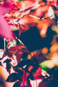 Leaves, red, close-up Leaves, red, close-up